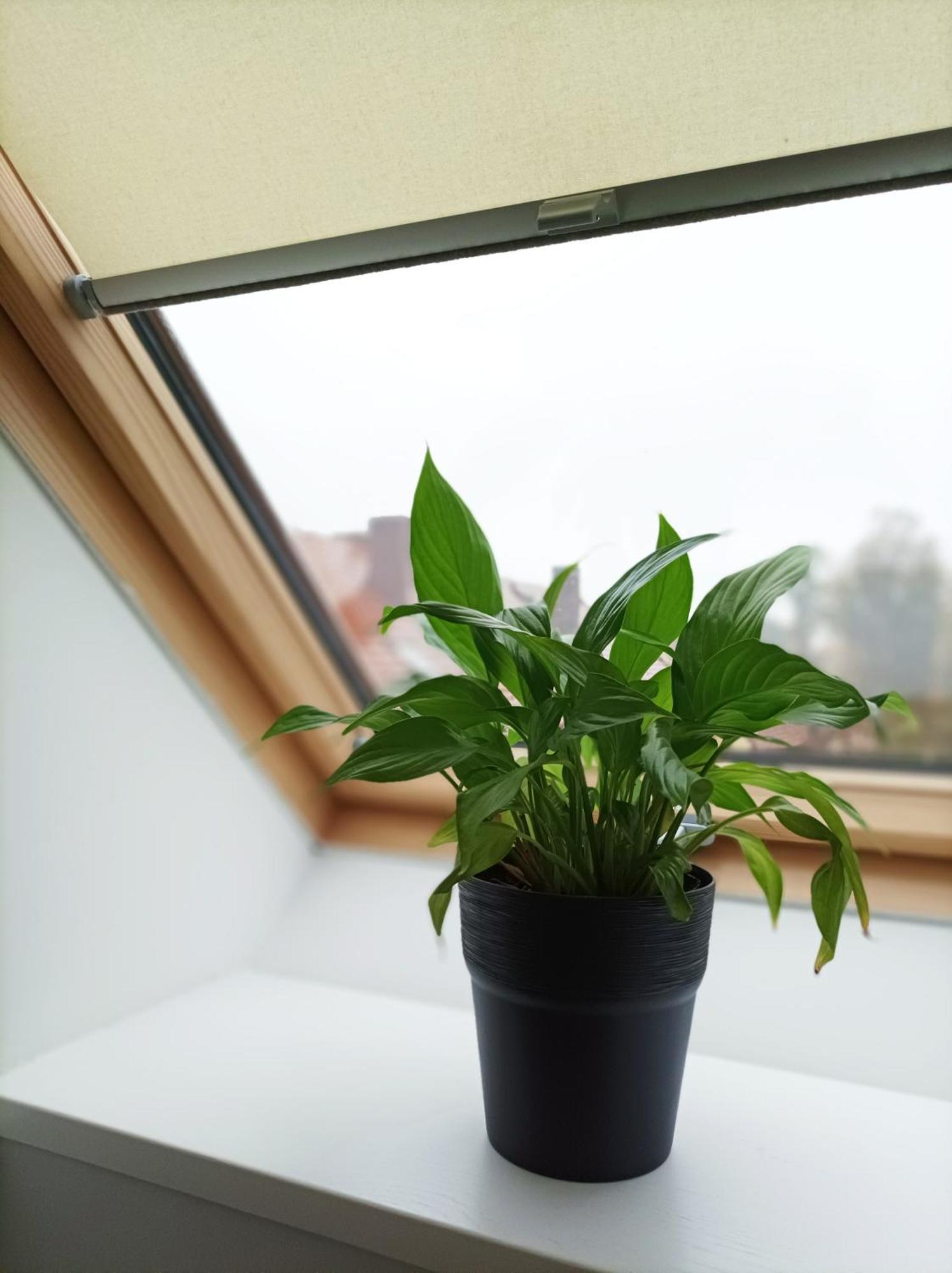 Pokoje Pod Palacem Koszecin 客房 照片